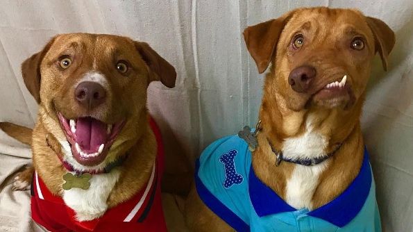 L-a abandonat pentru că arăta ciudat. Dar tocmai aspectul lui bizar a atras sute de adoptatori