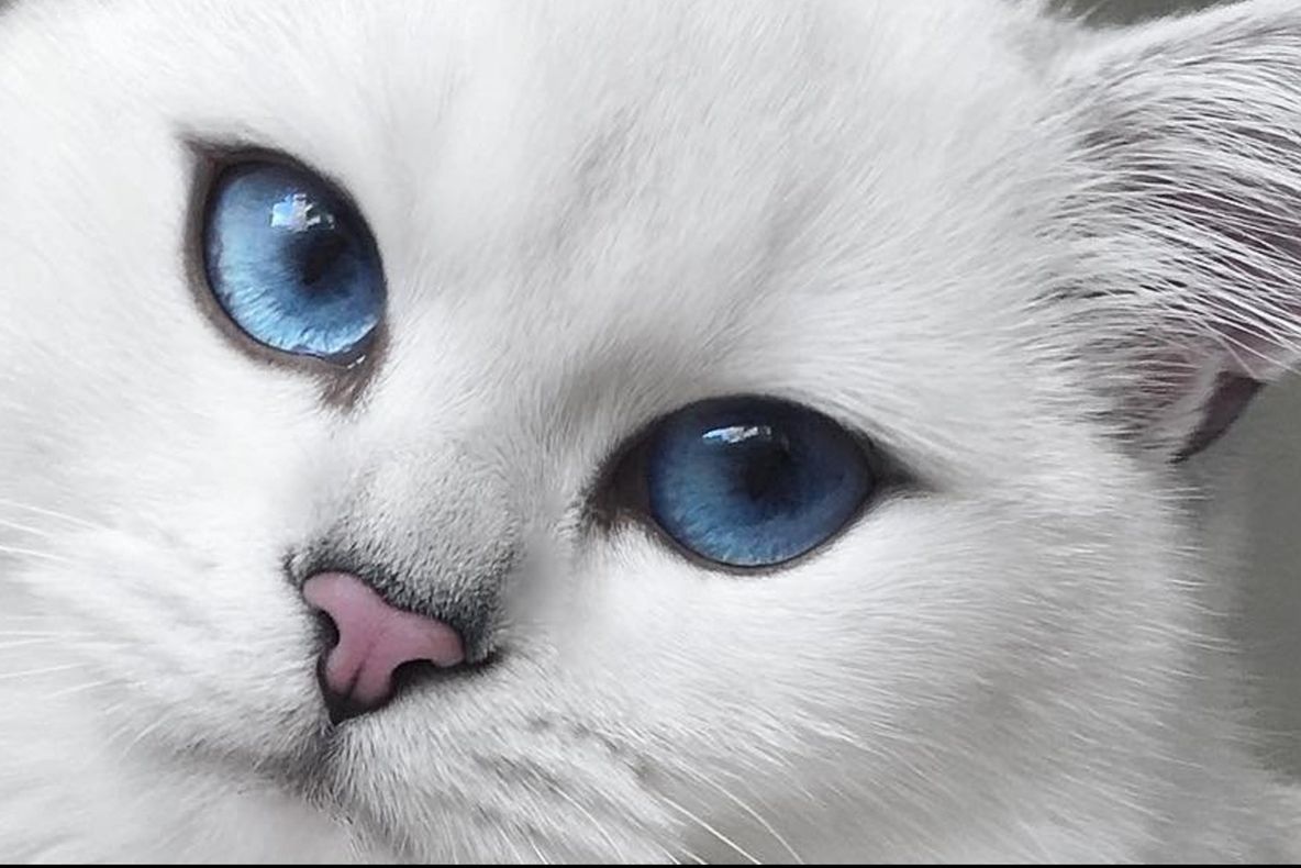 Adevărul despre pisicile cu ochi albaștri. E dureros