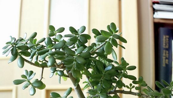 Tot ce trebuie să ştii despre planta BANILOR. Atrage NOROCUL ca un magnet