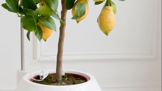 Pune cuburi de gheață în ghiveciul florilor. În câteva zile, efectul te va uimi