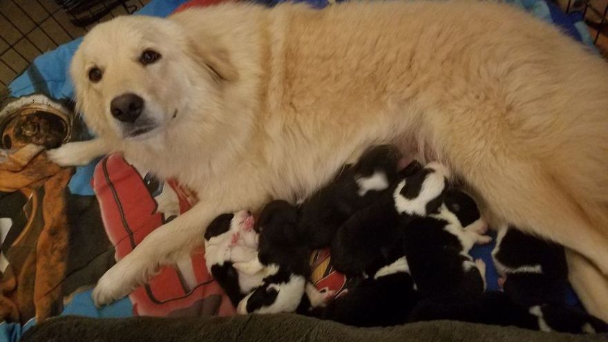 I-au murit puii în incendiu. De necrezut ce a făcut cățelușa ca să treacă peste durerea pierderii