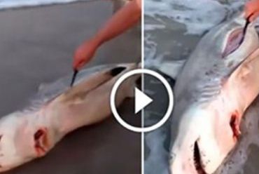 A văzut un rechin mort pe plajă, dar în burta lui ceva se mișca. Când l-a tăiat a rămas ȘOCAT