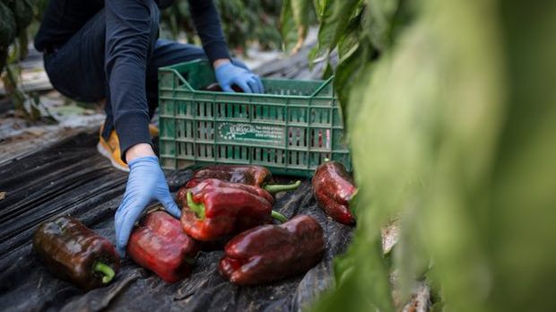 Românce sclave în Italia. Multe angajate sunt obligate să întrețină relații sexuale cu patronii lor 