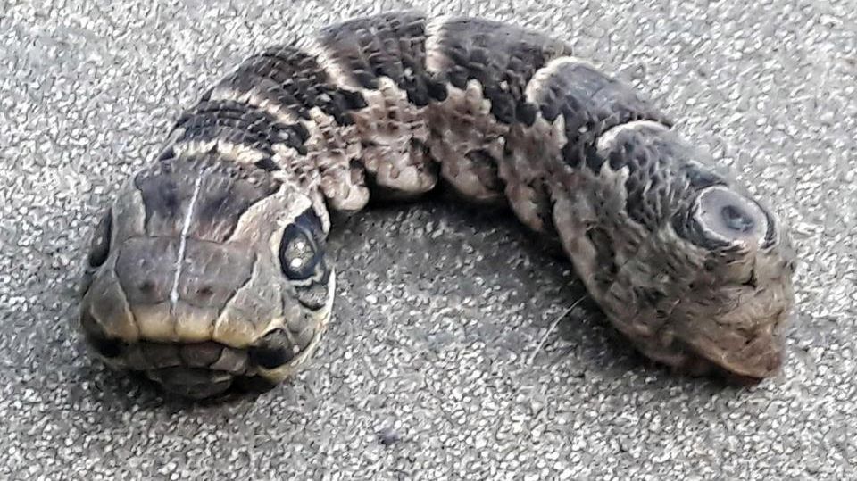 Creatura bizară descoperită de o femeie: un şarpe cu două capete, semn sau anomalie?