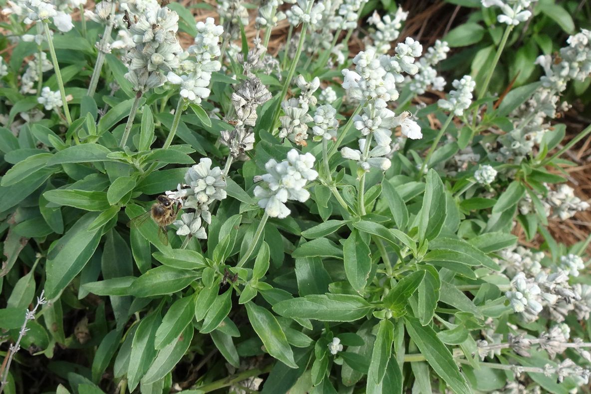 Această plantă sfântă este darul lui Dumnezeu pentru noi! O foloseau și faraonii