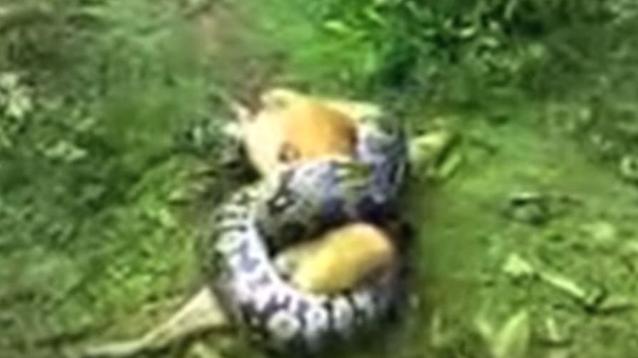 Șarpele se încolăcise, câinele își dădea ultima suflare. ȘOC: stăpânul a făcut un singur lucru