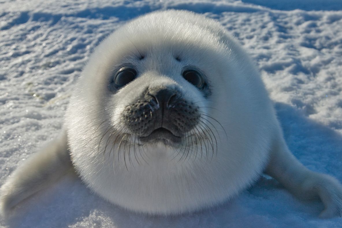 SCANDALOS! A fost bătută de niște adolescenți după ce i-a somat să nu mai tortureze o focă