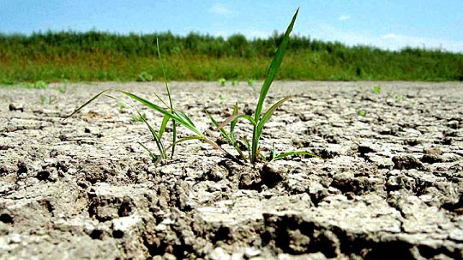 Adrian Oros dă asigurări că va fi suficient grâu pentru panificație, în ciuda secetei. Când vor fi despăgubiți fermierii afectați