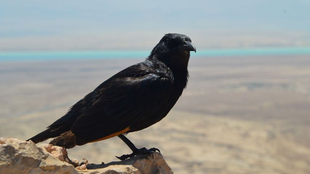 Semnele înfricoșătoare care prevestesc moartea. Le știi?