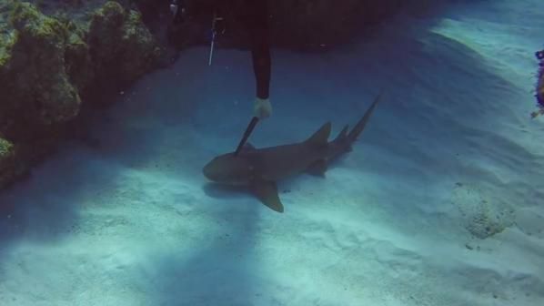 Imagini șocante! Un scufundător salvează un rechin care avea un cuțit de bucătărie înfipt în cap