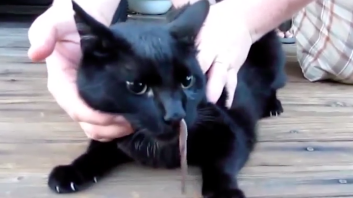 Pisica lui nu se putea opri din strănutat. Când s-a apropiat să vadă ce are, a rămas STUPEFIAT!