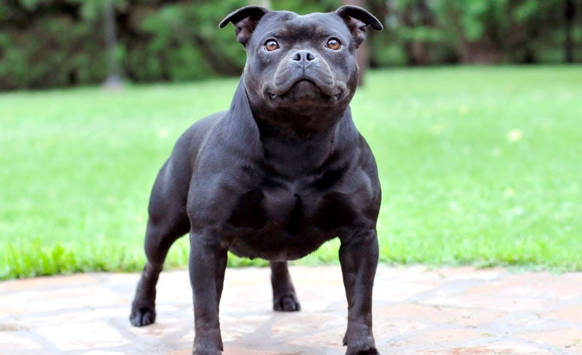 Bărbat sfâşiat de propriul câine! Totul s-a întâmplat la câţiva paşi de casă