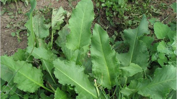 Ce este, de fapt, ŞTEVIA, planta care se găseşte în toate pieţele în această perioadă. Mai cumperi?