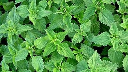 Urzicile nu sunt atât de benefice pentru organism! Ce afecţiuni grave pot provoca gravidelor