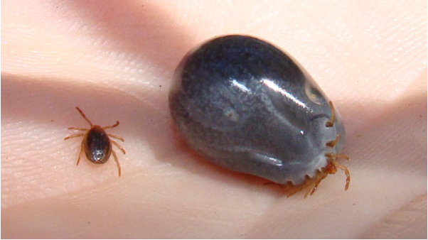 Mușcat de căpușe, un bărbat a mers urgent la spital Ce i-au descoperit medicii în sânge. Înfiorător!