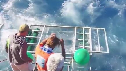 Un rechin a intrat în cușca unui turist care făcea scufundări. Ce a urmat întrece orice imaginație