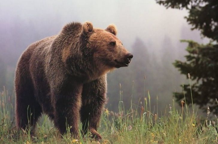 A salvat un pui de urs rămas orfan. După 6 ani, animalul i-a făcut ceva teribil!