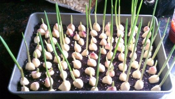 Cum să plantezi usturoi la tine acasă 