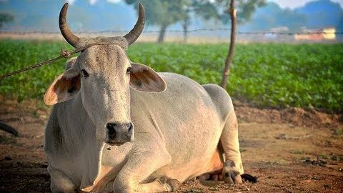 A fost condamnat la închisoare pe viaţă pentru că a omorât o vacă