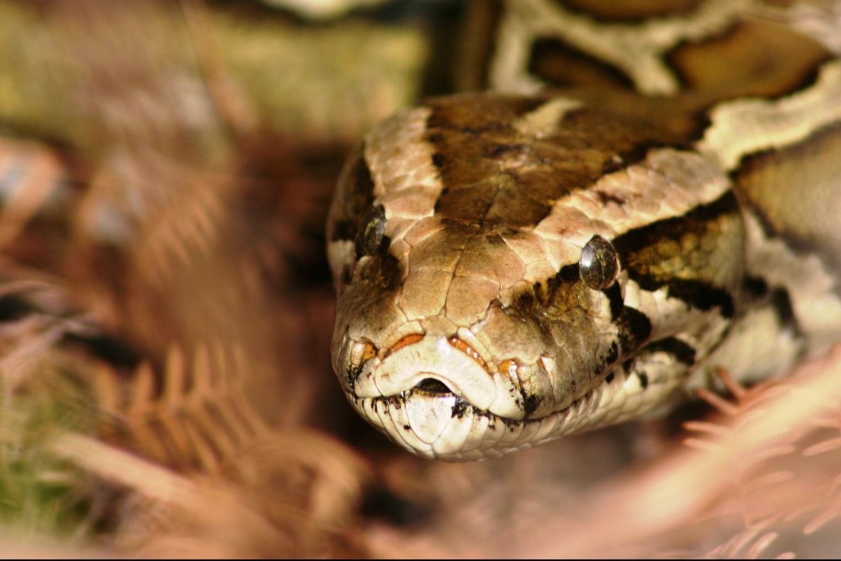 Un crescător de șerpi i-a uimit pe cercetători: a obținut după 8 ani un piton cu emoji pe corp