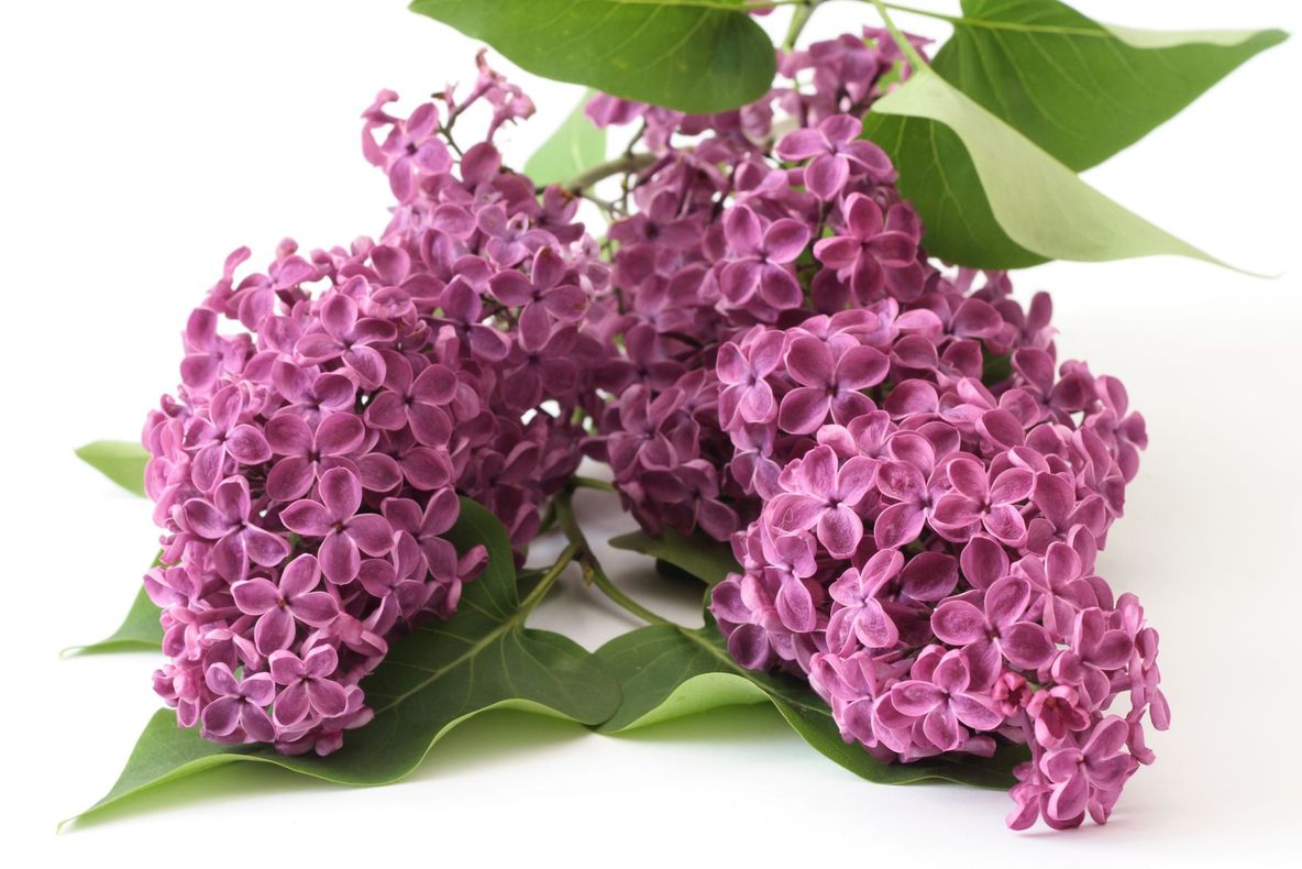 Fenomen NEOBIŞNUIT pentru această perioadă: a ÎNFLORIT în Moldova