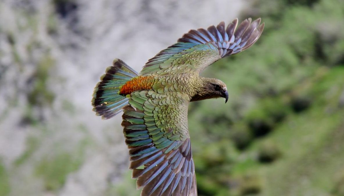 Descoperire ULUITOARE a cercetatorilor: râsul acestor papagali este contagios! Nu te poți abține