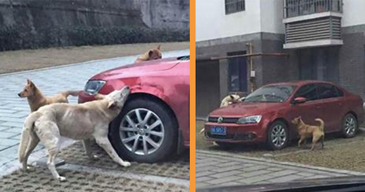 A lovit câinele şi a intrat în casă. Animalul s-a întors cu camarazii şi au mâncat maşina bărbatului