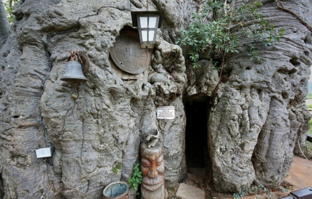 Copacul de 1000 de ani, cu o uşă în el, care ascunde ceva senzaţional în interior
