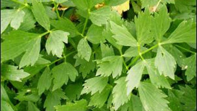 De ce este bine să pui leuştean în ciorbă? Efectele sale terapeutice sunt miraculoase