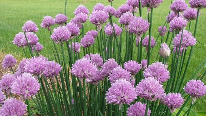 Planta care luptă împotriva cancerului. I se mai spune şi iarba magică a ghicitoarelor