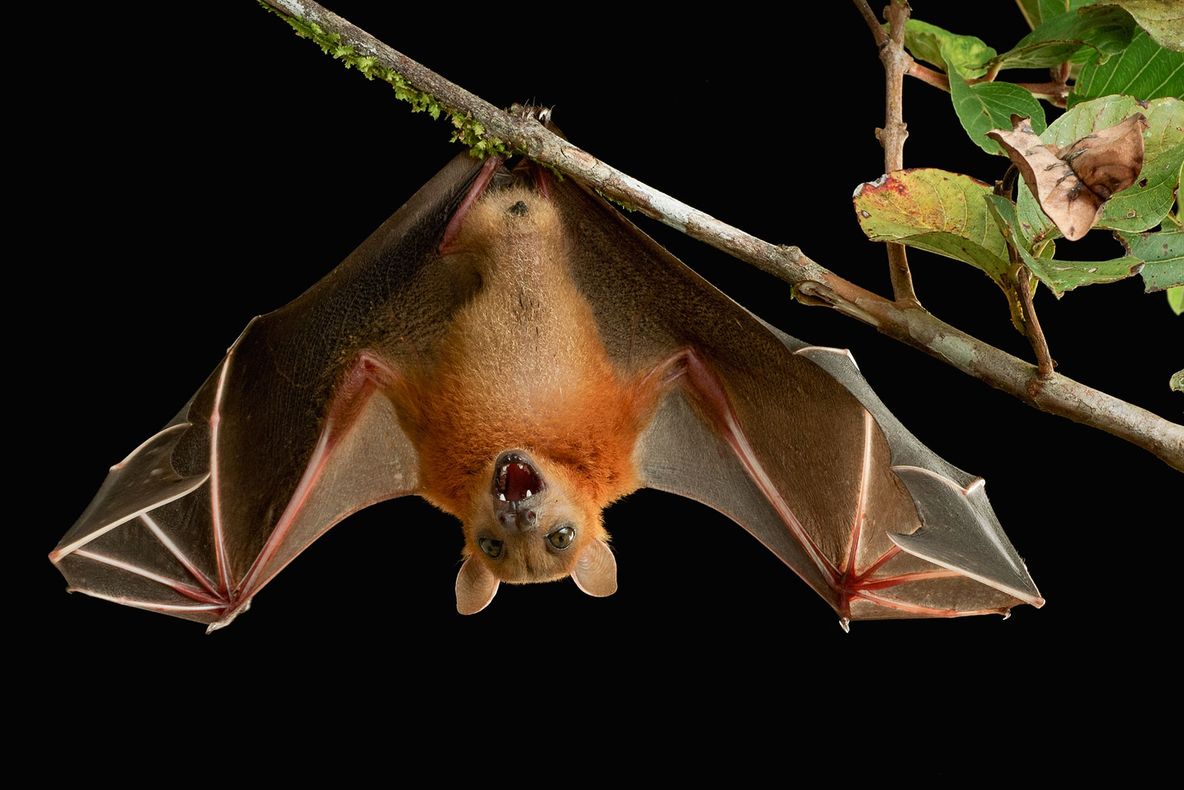 Au cumpărat o salată bio. Ce au găsit în ea i-a ORIPILAT