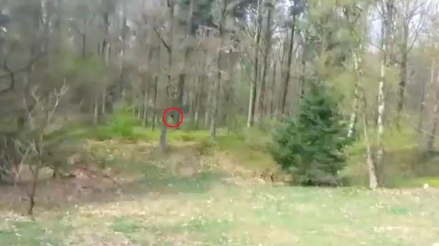 Este aceasta dovada existenței lui Bigfoot? Internauții sunt speriați
