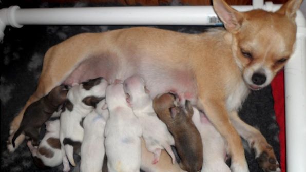 Această cățelușă Chihuahua se pregătea să aibă pui. Dar când i-a născut, stăpânii ei au avut un șoc