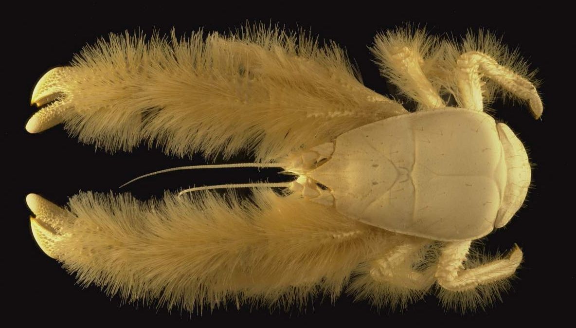 Aceste crustacee sunt aproape indestructibile. S-au adaptat celor mai vitrege condiții de viață