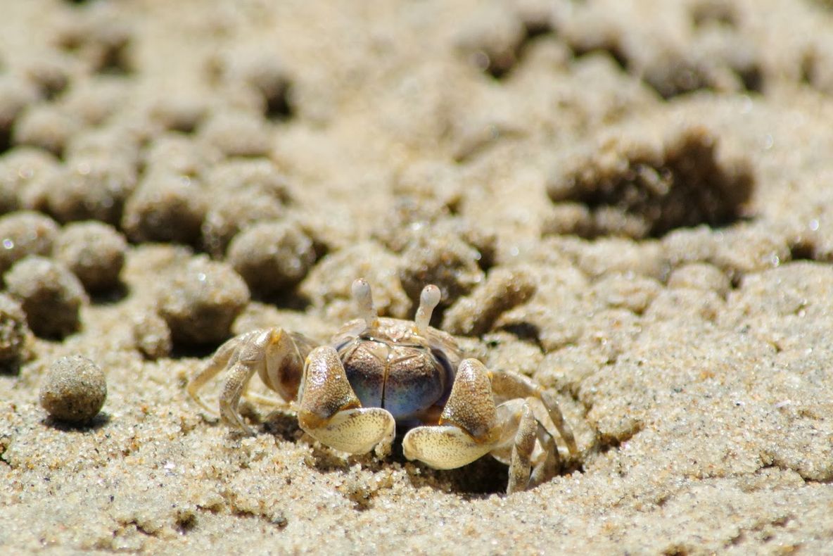 O plajă din Cuba a fost invadată de milioane de crabi