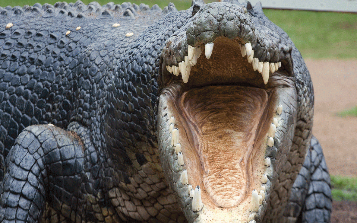 Au ucis crocodilul prea târziu. Ce au găsit în stomacul monstrului. ȘOC: îl căutau de mult timp