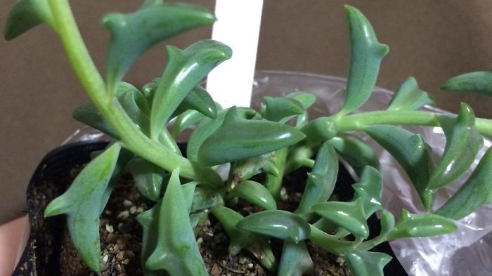 Noua tendință în materie de plante decorative. Uimește-ți oaspeții cu delfinii din ghiveci