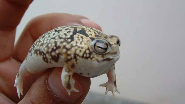 Cum arată cea mai drăgălașă broască. E atât de adorabilă, încât ai vrea să o iei acasă