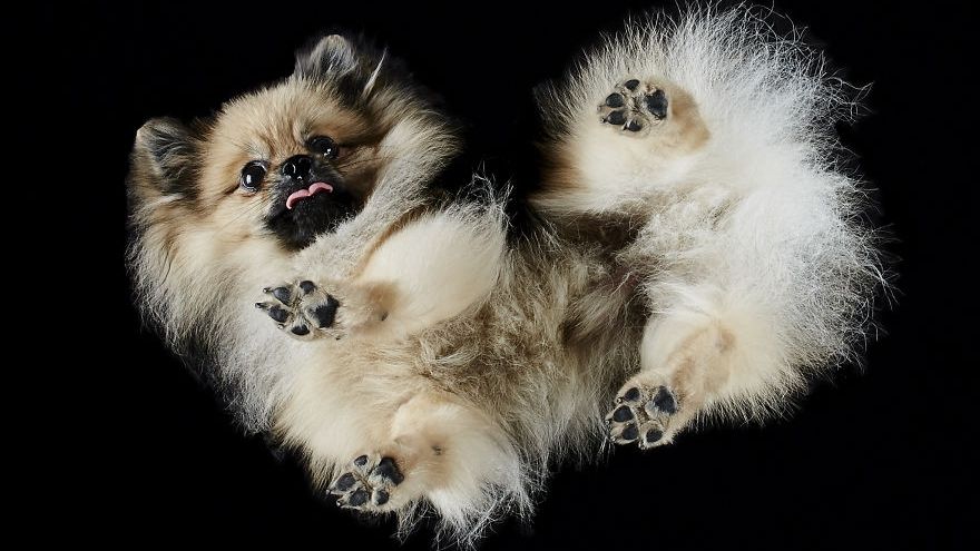 Viziunea acestui fotograf este ieșită din comun. Fotografiile lui stârnesc hohote de râs