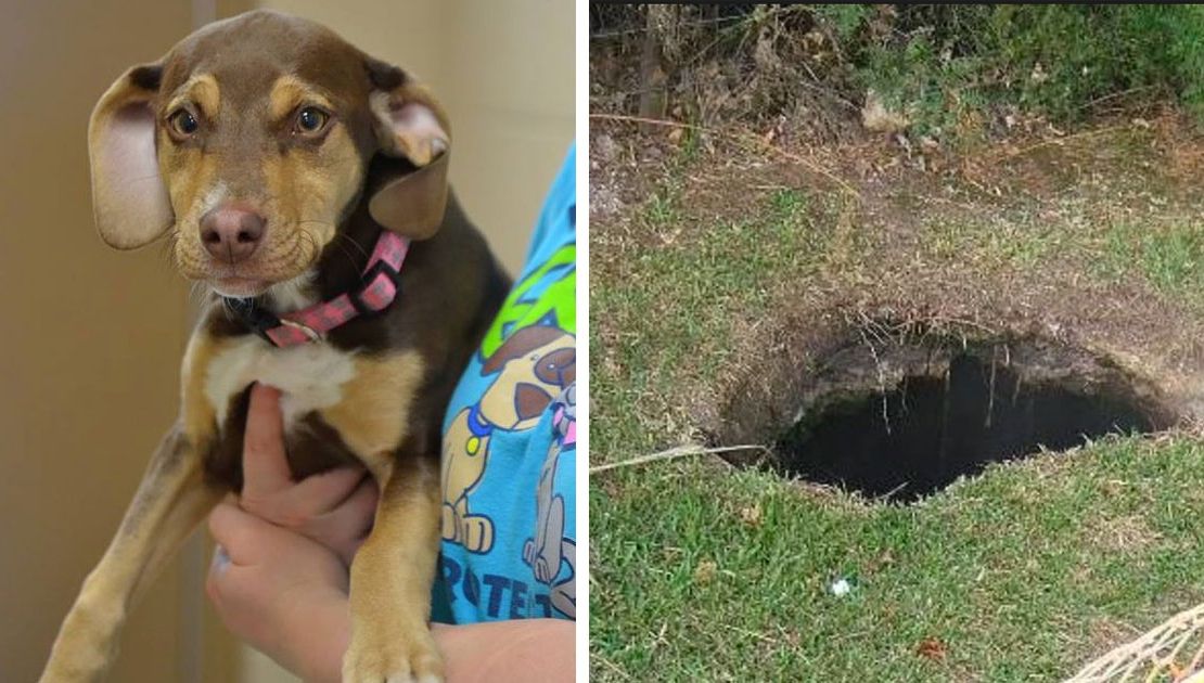 Câinele l-a tras, lătrând, spre groapa din spatele casei, iar acolo a făcut o descoperire șocantă