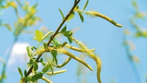 Duminica Floriilor 2017. Superstiţii de Florii pe care nimeni nu trebuie să le ignore