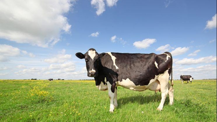 INCREDIBIL Aceste rochii sunt făcute din... “îngrășământ natural”! Ai purta așa ceva?