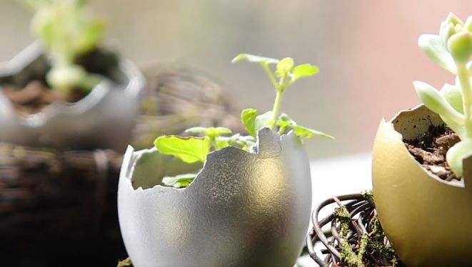 Să nu arunci cojile de la ouăle de Paști! Iată cum pot fi ele folosite