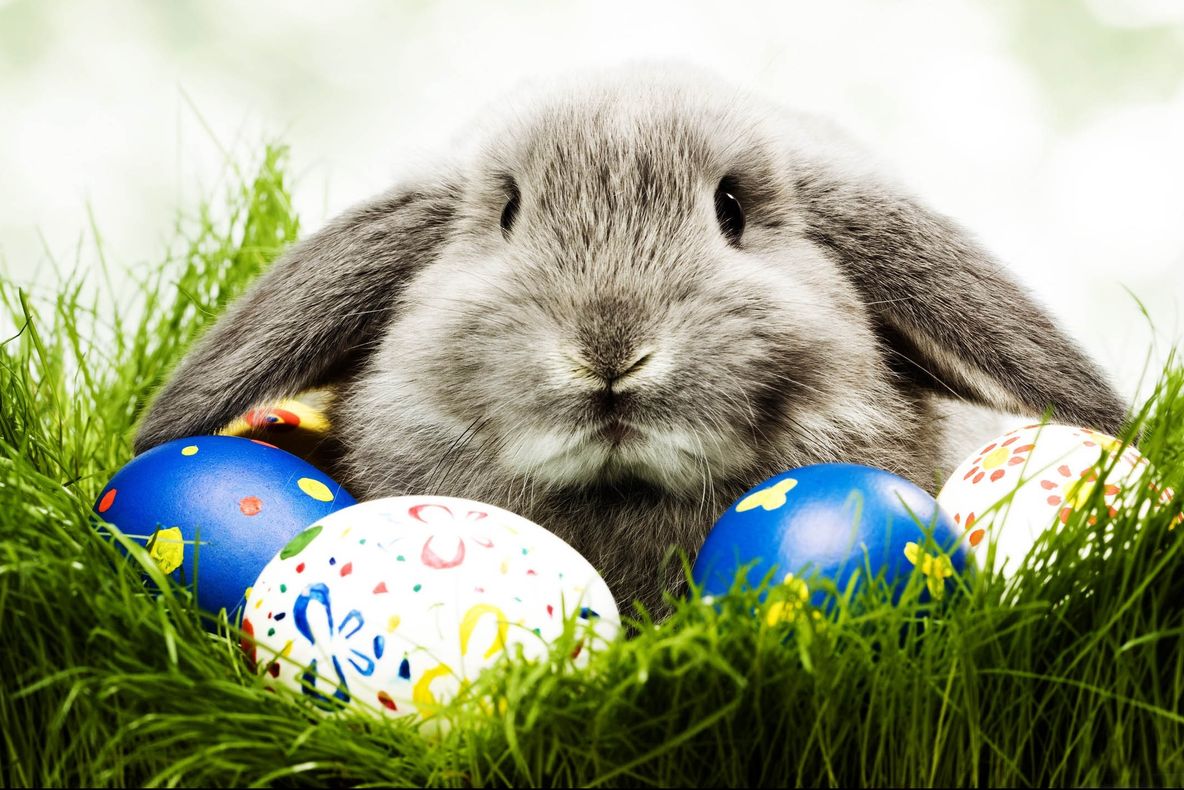 eMAG – Cere-i Iepurasului de Paste unul dintre aceste telefoane! Au mari reduceri de pret