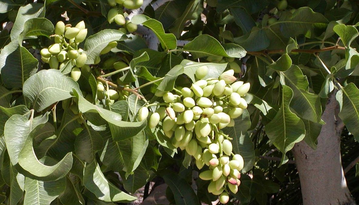 Planta considerată “aurul verde” al planetei: aduce fericire, căldură şi încălzeşte un oraş întreg