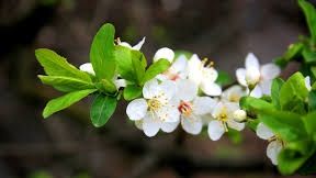 Floriile 2017. Nu face acest lucru în Duminica Floriilor! E mare păcat