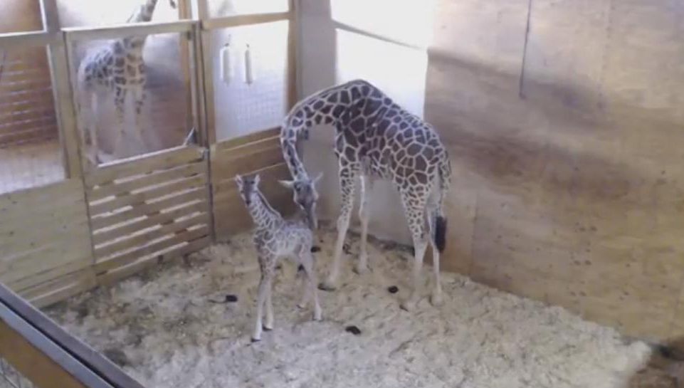 VIDEO. Peste un milion de oameni au urmărit o girafă care a dat naştere puiului său