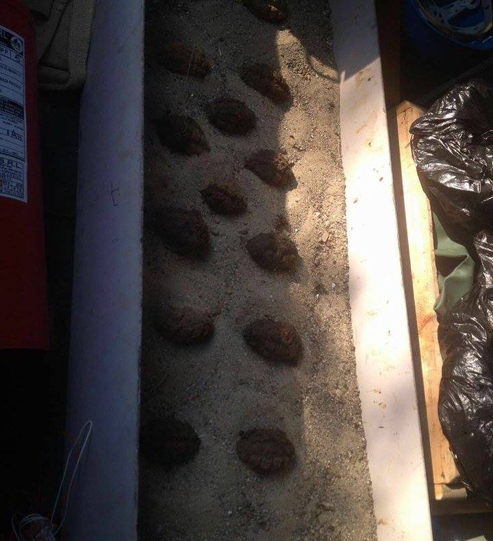 NEAMȚ. Grenade și alte elemente de muniție din Al Doilea Război Mondial, descoperite într-o pădure