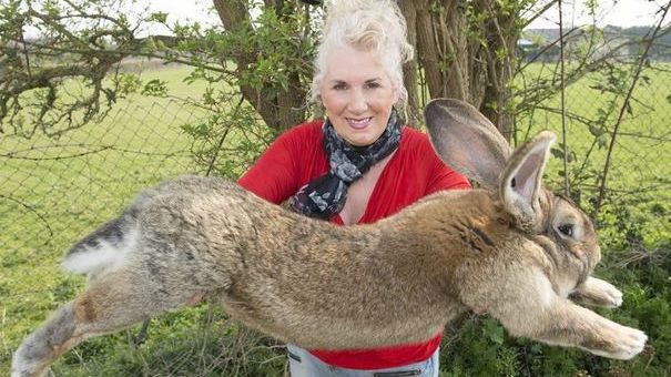 Scandal uriaş, după ce un iepure a murit în timpul unui zbor cu avionul