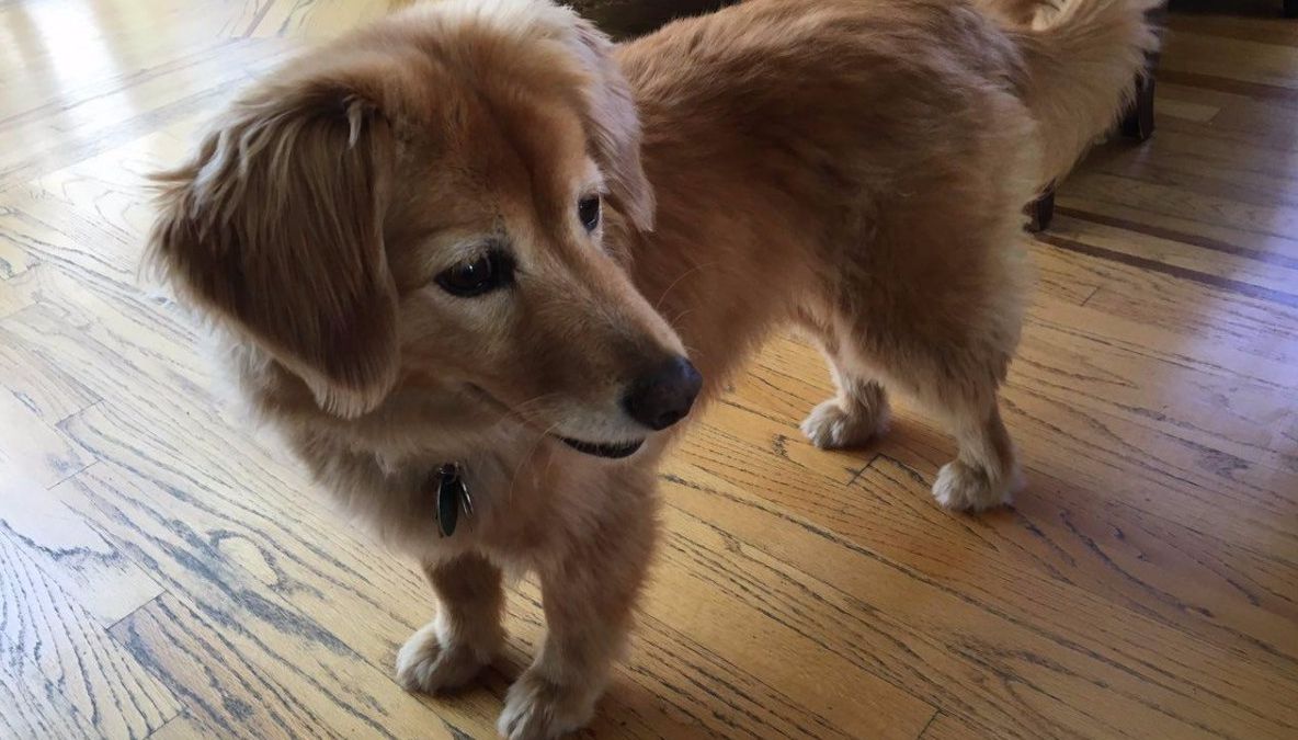 A făcut un test ADN pentru căţeluşa ei. Când au venit rezultatele s-a crucit